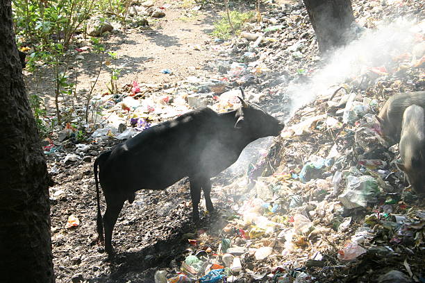 Las vacas sagradas de la India comiendo bolsas de plástico - foto de stock