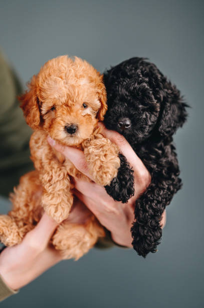 270+ Black Toy Poodle Puppies Stock Photos, Pictures & Royalty-Free Images  - Istock
