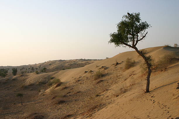 Desierto de Thar al amanecer - foto de stock