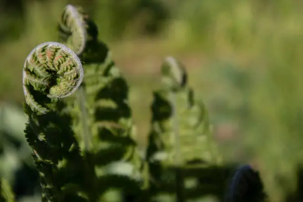 Common polypody polypodium vulgare. Dark green fern fronds. Botanical foliage texture background.