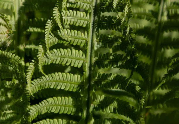 Common polypody polypodium vulgare. Dark green fern fronds. Botanical foliage texture background.