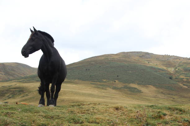 nice black color horse in the mountain stock photo