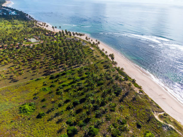 istock coastal landscape with palm trees in Bahia, Brazil 1404019541