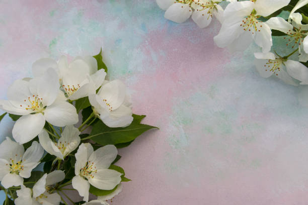 istock White apple blossoms on a light background with a place for your text. Spring season, spring colors. Wallpaper, background. 1404020775