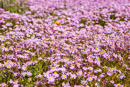 Purple flowers on a farm landscape. Field of purple plants on a sunny summer day. Lovely afternoon with a view of nature. Amazing green grass with some flowers