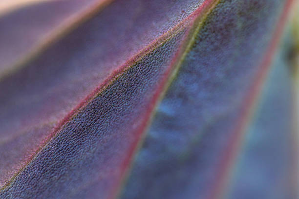 Close up of  plant with dramatic lighting