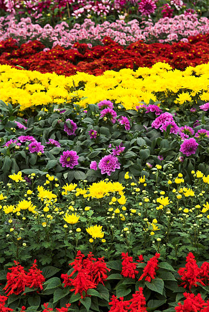 Flowers in a park stock photo