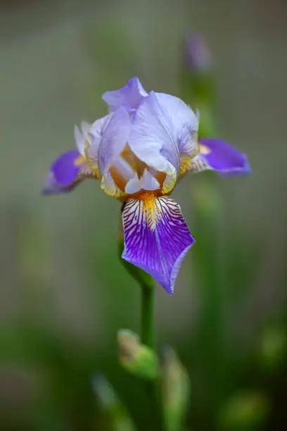 Photo of A large purple iris that has just blossomed.