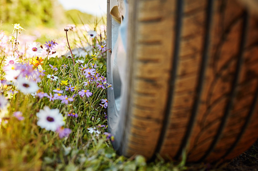 Wheel standing on flowers on a field destroying the plants. Parking car on green grass with purple and white flowers