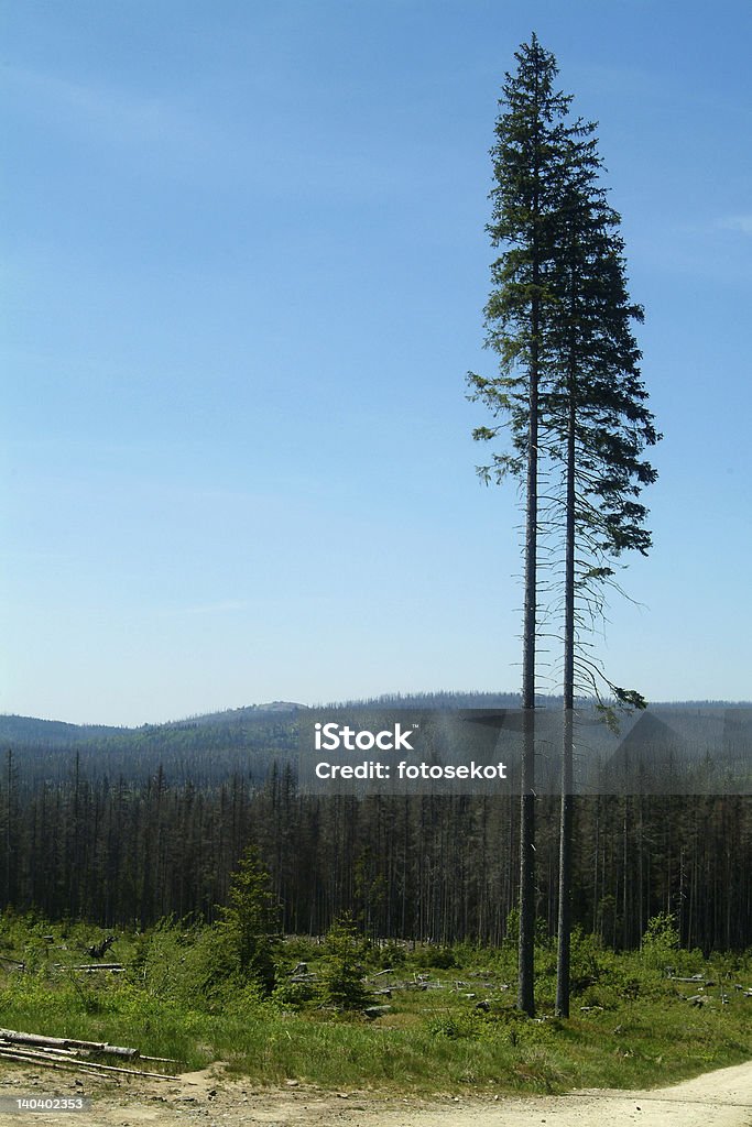 Dos de spruce - Foto de stock de Abeto Picea libre de derechos