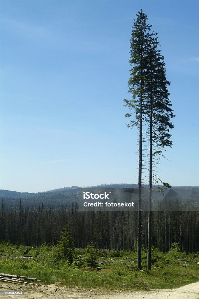 Dwa wysokie spruce - Zbiór zdjęć royalty-free (Bez ludzi)