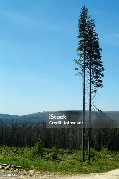 Dwa Wysokie Spruce - zdjęcia stockowe i więcej obrazów Bez ludzi - Bez ludzi, Czechy, Drzewo