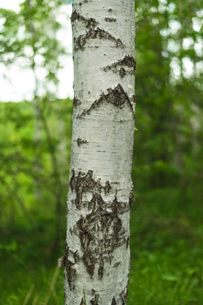 istock Birch grove with untouched grass on a summer sunny day. 1404023797