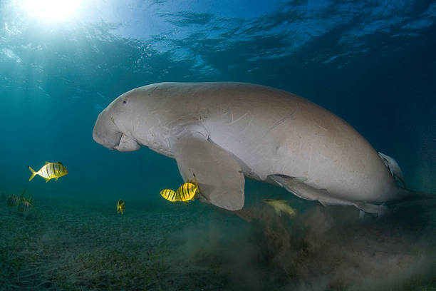 istock Dugong  & fishes 140402383