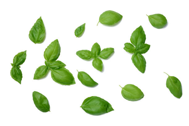 istock Various green basil leaves isolated on white background 1404023912