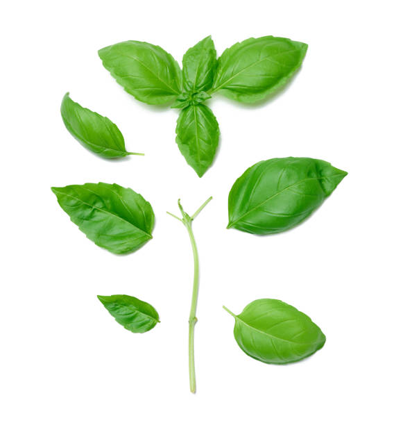 istock Various green basil leaves isolated on white background 1404023950