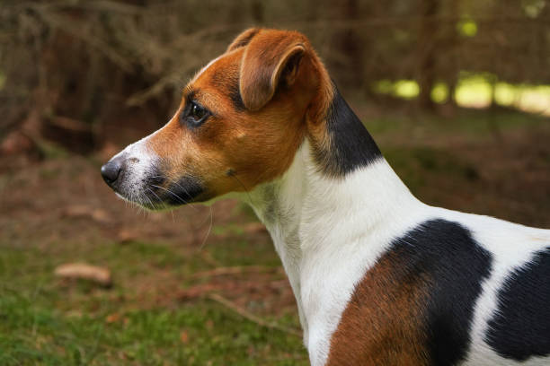 istock Small Jack Russell terrier standing on forest footpath, closeup view from side 1404024394
