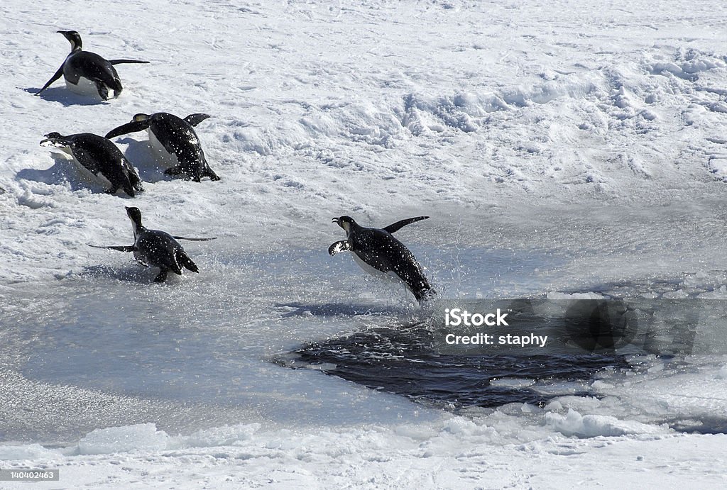 Jumping penguin Emperor penguin jumping out of an ice hole and following a group of four penguins. Picture was taken near the tip of the Peninsula during a 3-month Antarctic research expedition. Antarctica Stock Photo