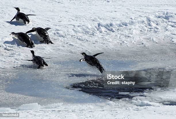 Jumping Penguin Stock Photo - Download Image Now - Antarctica, Bird, Climate