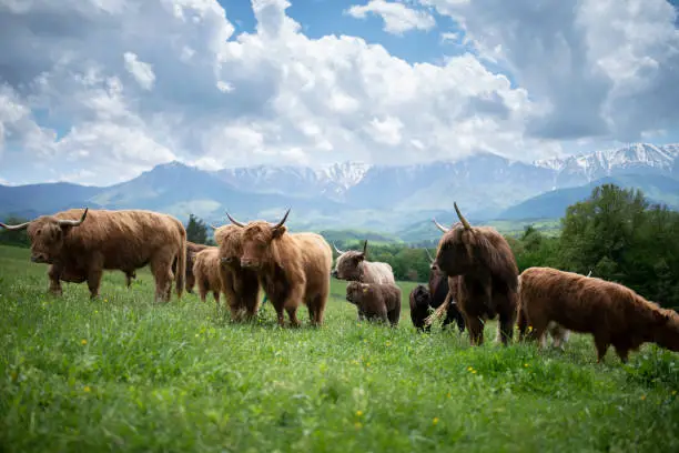 Beautiful herd of highland cattles on the mountain meadows.