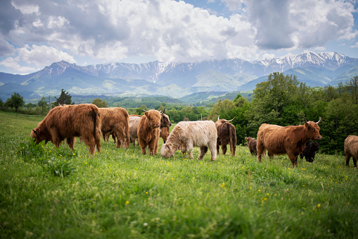 Highland cattle herd in the mountains.