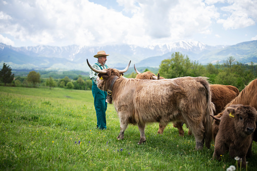 Farmers with his highland cattles on the mountain meadows.
