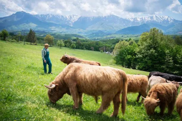 Farmers with his highland cattles on the mountain meadows.