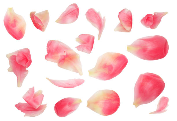 istock Pink peony flower isolated on white background . Pattern. . Beautiful peony bud top view. Flat lay. Creative layout
