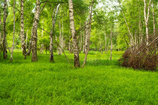 istock Birch grove with untouched grass on a summer sunny day. 1404025231