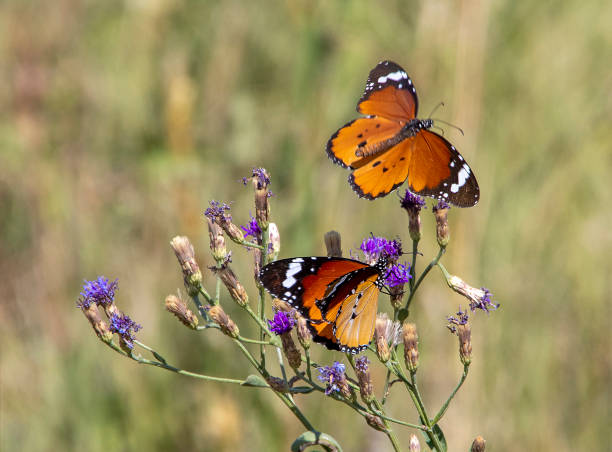 istock African Monarch Butterflys 1404025605