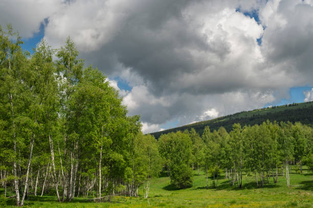 istock Birch grove with untouched grass on a summer sunny day. 1404026575