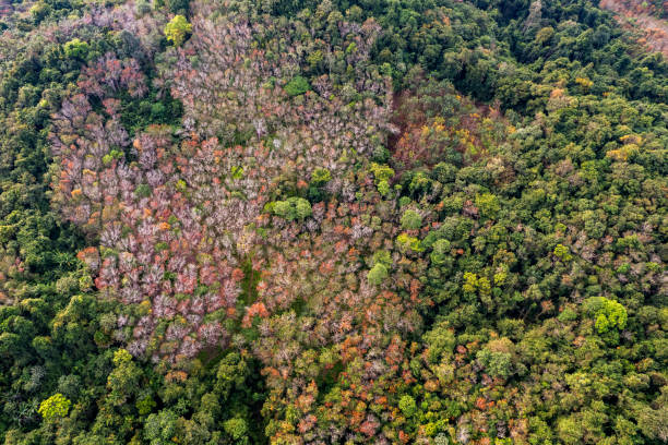 istock Autumn forest aerial view from drone 1404026605