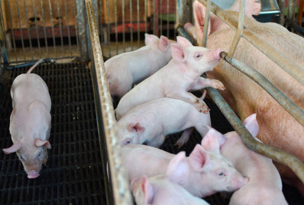 istock Little pink pig drinking water in a farm 1404026952