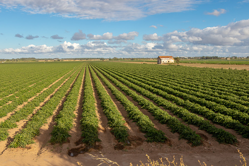 Large agricultural fields under a cloudy blue sky, Salvaterra de Magos, Portugal