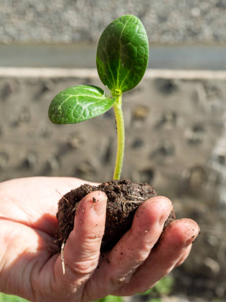 istock green sprout in the palm 1404027078