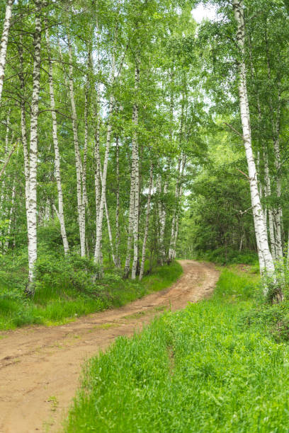 istock Birch grove with untouched grass on a summer sunny day. 1404027147