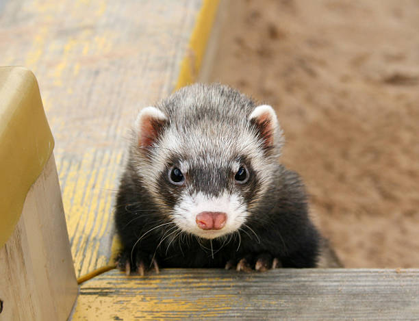 istock Cute little ferret leaning over a wood rail 140402753