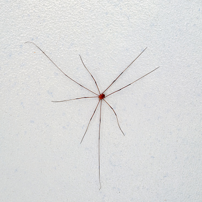 Daddy Long Legs Spider, Pholcus phalangioides, on a wall. Close up photograph.