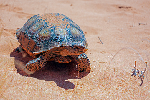 Desert Tortoise, Gopherus agassizii, in the sandy Nevada desert after emerging from its winter hibernation den.