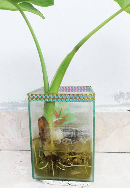 istock Small Taro plant,growth on the glass pot 1404028050