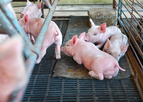 Little pink pigs lying on the ground in a farm