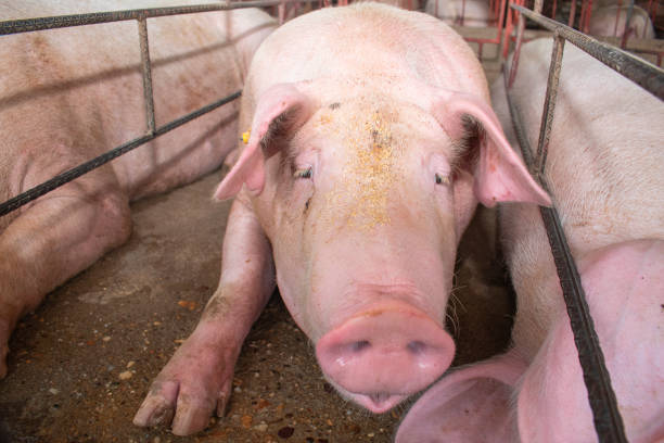istock Adult pig lying on a farm 1404028735