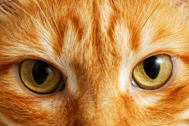 istock Yellow eyes of ginger cat. Closeup view. 1404029051