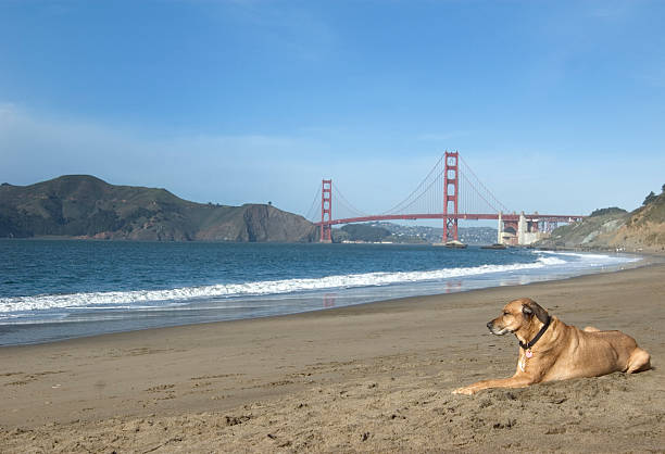 istock Dog in the sun 140402939
