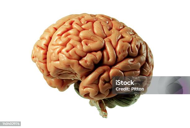 Brain Model 01 Stock Photo - Download Image Now - Cut Out, Human Brain, Pink Color