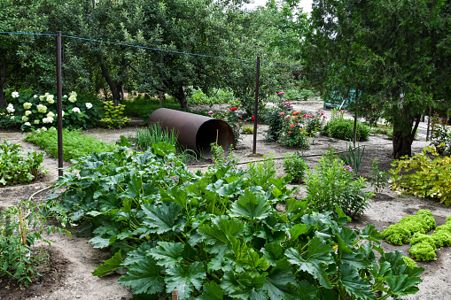 A typical garden plot and green beds in the backyard of a household