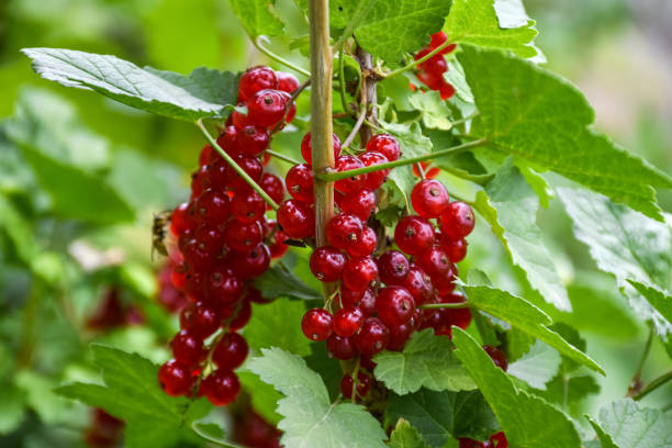 istock Close-up of ripe red currants on a branch in a garden plot 1404030549