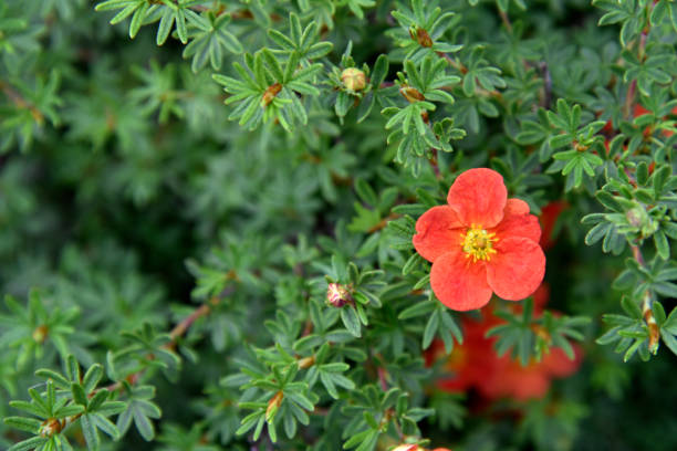 Red flowers Shrubby five-leafed Potentilla fruticosa on a green bush Red flowers Shrubby five-leafed Potentilla fruticosa on a green bush potentilla fruticosa stock pictures, royalty-free photos & images