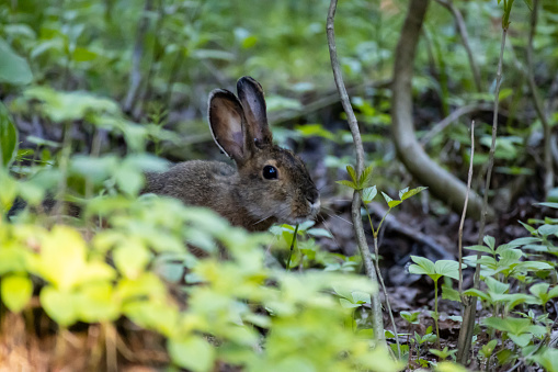 A small rabbit explores the forest at Isle Royale National Park in Michigan