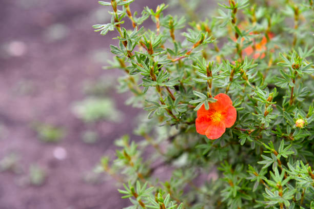 Red flowers Shrubby five-leafed Potentilla fruticosa on a green bush Red flowers Shrubby five-leafed Potentilla fruticosa on a green bush potentilla fruticosa stock pictures, royalty-free photos & images
